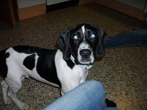 Blanding af racer MIKKEL <3  * Død :'( - Jeg kan se dig :D billede 3