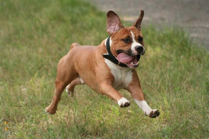 Amerikansk staffordshire terrier Tabu (RIP 16 oktober 2008) - mentaltest 19/8-07..Billede taget af Michael Bergmann billede 20