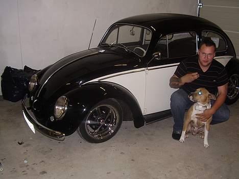 Amerikansk staffordshire terrier Junior billede 1