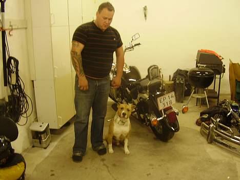 Amerikansk staffordshire terrier Junior billede 2