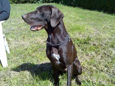 Korthåret hønsehund Rocky billede 1