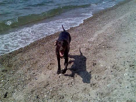 Korthåret hønsehund Rocky billede 2