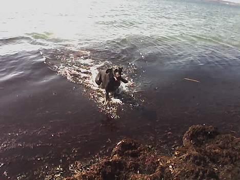 Korthåret hønsehund Rocky - jaa... jeg kommer med pinden nu... eelsker bare vandet..! billede 3