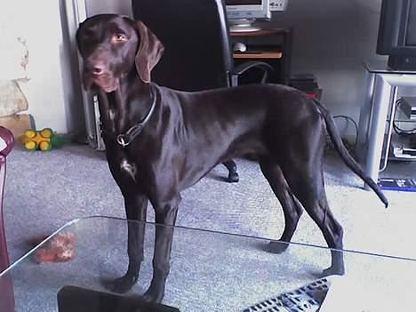 Korthåret hønsehund Rocky billede 4