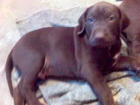 Korthåret hønsehund Rocky - Da jeg var en lille vapser! billede 5