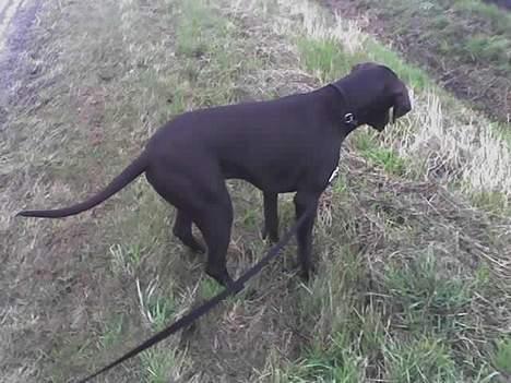 Korthåret hønsehund Rocky - Hov, hvor blev musen af?! billede 6