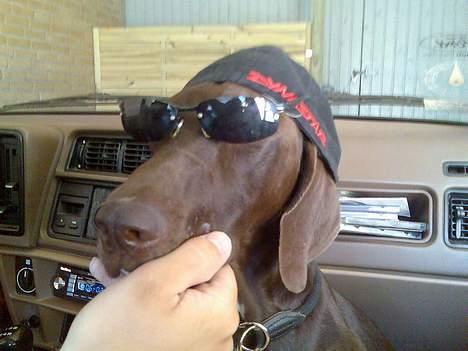 Korthåret hønsehund Rocky - Jeg elsker at køre bil og jeg er en vaskeægte "rocker" billede 7