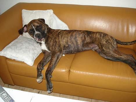 Blanding af racer Oscar  R.I.P. - Zzzzzz billede 16