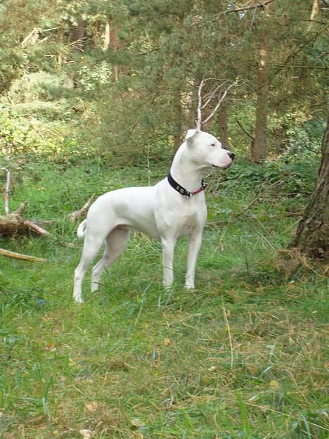 Blanding af racer Emma "dogo/ amr. bulldog" - Oktober 06 Emma 1 1/2 år billede 13