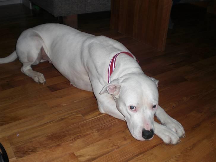 Blanding af racer Emma "dogo/ amr. bulldog" - 29-01-09 billede 14