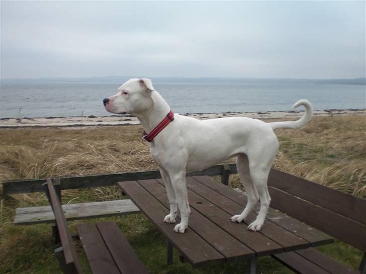 Blanding af racer Emma "dogo/ amr. bulldog" - stranden den 29-01-09 billede 15