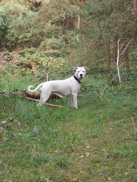 Blanding af racer Emma "dogo/ amr. bulldog" - Oktober 06 Emma i skoven billede 16