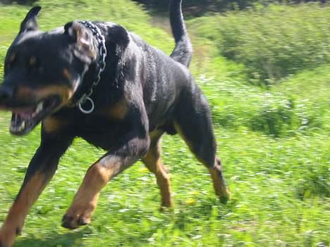 Amerikansk staffordshire terrier +max+ - DEN ALLERBEDSTE VEN SOM MAN KAN FÅ, nemlig BALOO!!! en rigtig bessefar!!! billede 6