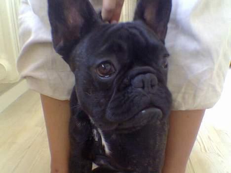 Fransk bulldog BUSTER billede 8