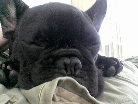 Fransk bulldog BUSTER - zzzzzzzzzzz..... billede 9