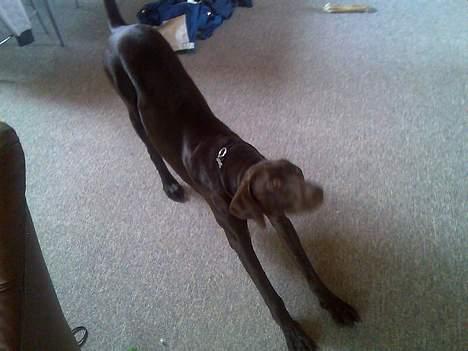 Korthåret hønsehund Rocky billede 8