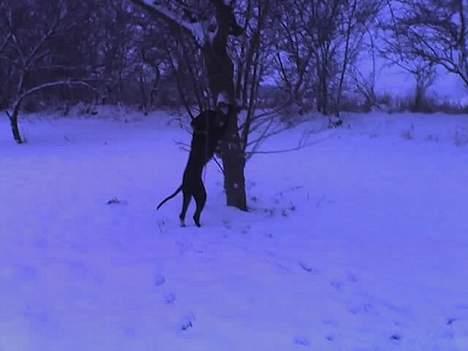 Korthåret hønsehund Rocky billede 9