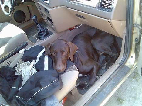 Korthåret hønsehund Rocky billede 10