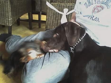 Korthåret hønsehund Rocky - den lille lort.. hun er så fræk billede 11