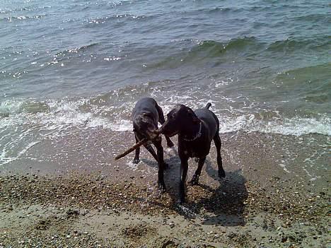 Korthåret hønsehund Rocky - mig og min søster ved stranden.. billede 12