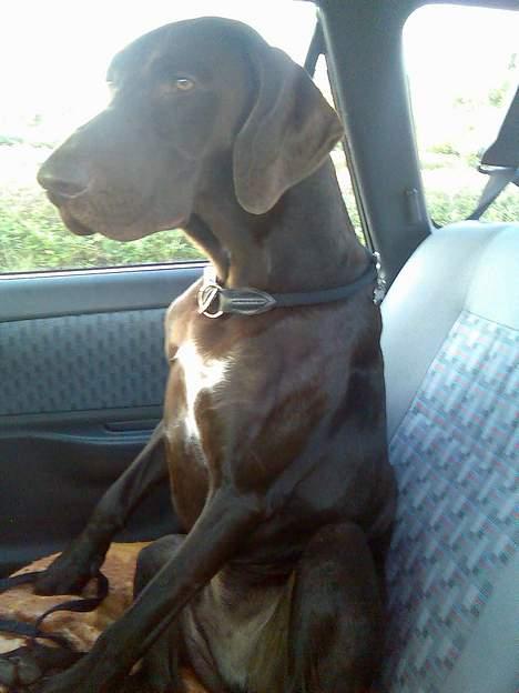 Korthåret hønsehund Rocky - Yaa, dejligt vejr.. billede 13