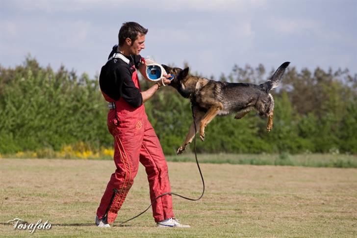 Schæferhund Glarbo Boogie billede 4