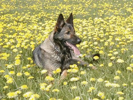 Schæferhund Glarbo Boogie - Mælkebøtter billede 5