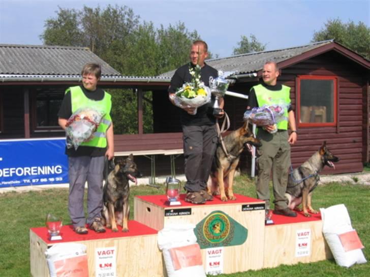 Schæferhund Glarbo Boogie - Jydsk Mesterskab billede 6