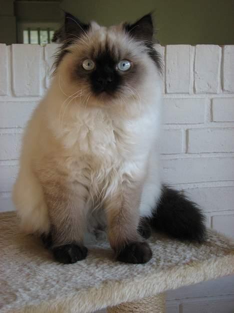 Grand danois Tara 16. maj 2006 -  Bailey billede 6