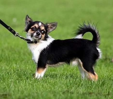 Chihuahua Frans - Det var så inden Frans fik sine flotte lange ben hihi billede 8