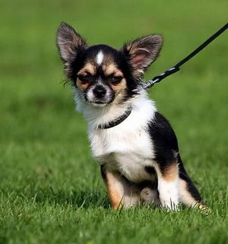 Chihuahua Frans - Frans til sin første hundetræning (5 mdr. gammel) billede 9