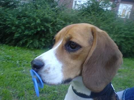 Beagle *Dharma<3* - Miin Baby <3 billede 11