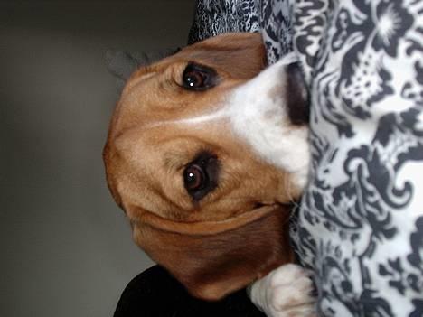 Beagle *Dharma<3* - Smukke billede 12