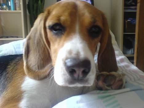 Beagle *Dharma<3* - Trætte Dharma billede 13