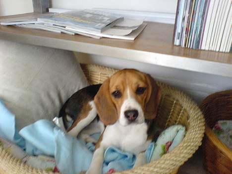 Beagle *Dharma<3* - <3 billede 14