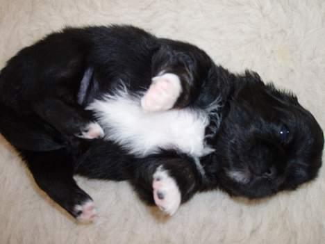 Pekingeser Trunte - Jeg elsker at ligge på ryggen billede 11