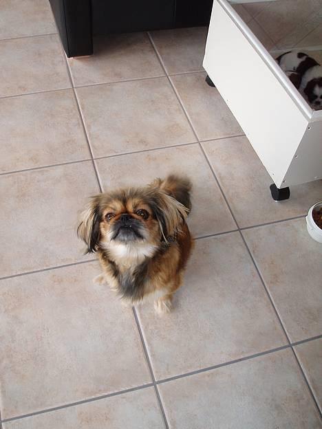 Pekingeser Trunte - Det her er min dejlige mor billede 12