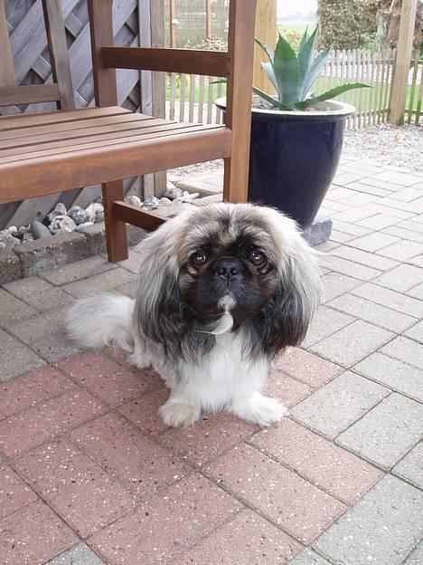 Pekingeser Trunte - Og her ses min flotte far billede 13