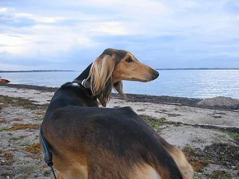 Saluki Faih´dan billede 9