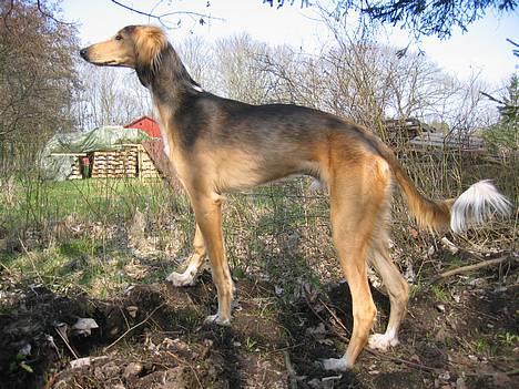 Saluki Faih´dan billede 10