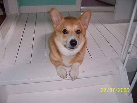 Welsh corgi pembroke Nicky billede 14