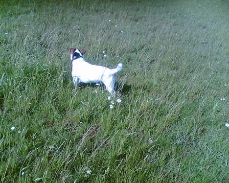 Jack russell terrier Mick R.I.P. 12. juni 2007 - Mick har fået øje på, ja hvad er det mon? billede 7
