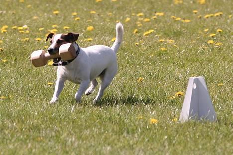 Jack russell terrier Mick R.I.P. 12. juni 2007 - Til lp i Ølstykke. Fotograf er Michael Varding Hasse billede 8