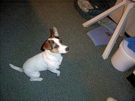 Jack russell terrier Mick R.I.P. 12. juni 2007 - kom så med den godbid billede 9