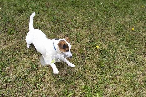 Jack russell terrier Mick R.I.P. 12. juni 2007 - der er penge i flasker billede 10