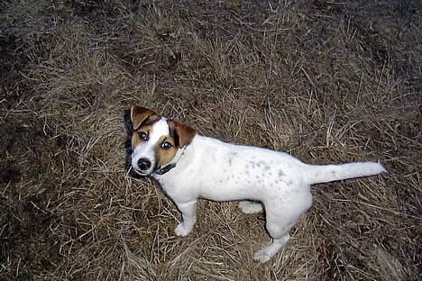 Jack russell terrier Mick R.I.P. 12. juni 2007 - Her er jeg ikke så gammel billede 11