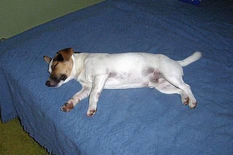 Jack russell terrier Mick R.I.P. 12. juni 2007 - en træt lille hund billede 12