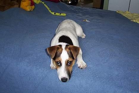 Jack russell terrier Mick R.I.P. 12. juni 2007 - Sker der så snart noget? billede 13