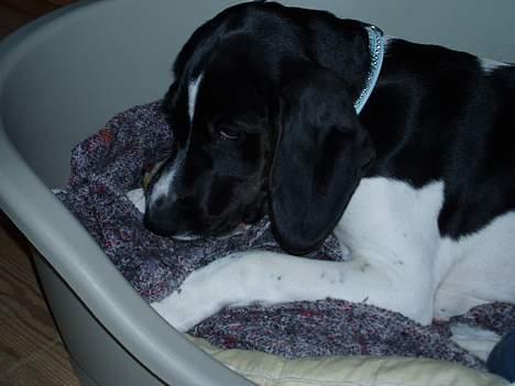 Blanding af racer MIKKEL <3  * Død :'( - Mikkel ligger i sin kurv :D billede 4