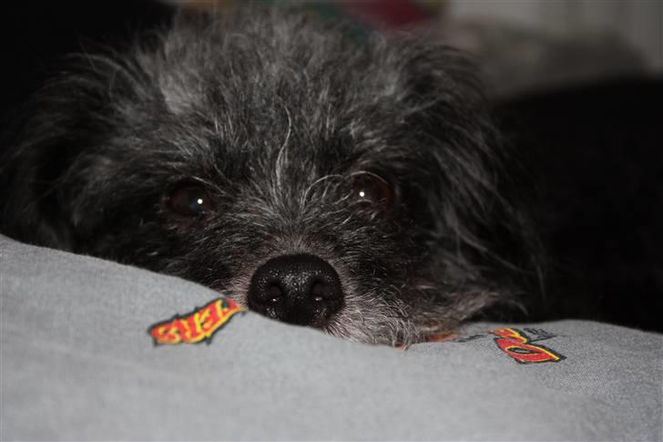 Blanding af racer Perle <3 - Deejlig varmt på dynen! billede 19